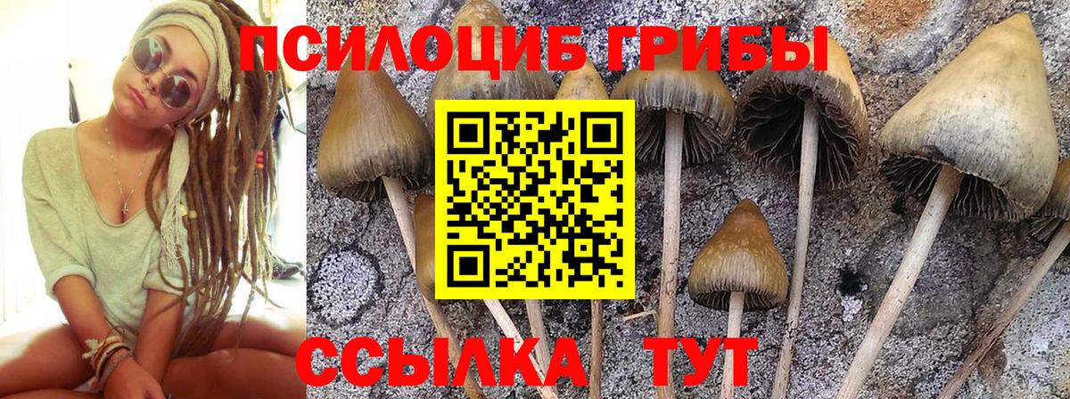 Галлюциногенные грибы Psilocybe Богородск